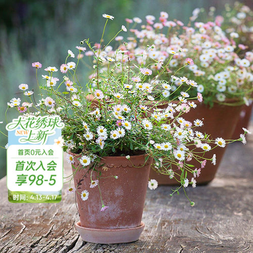 花径搭配植物多季节开花