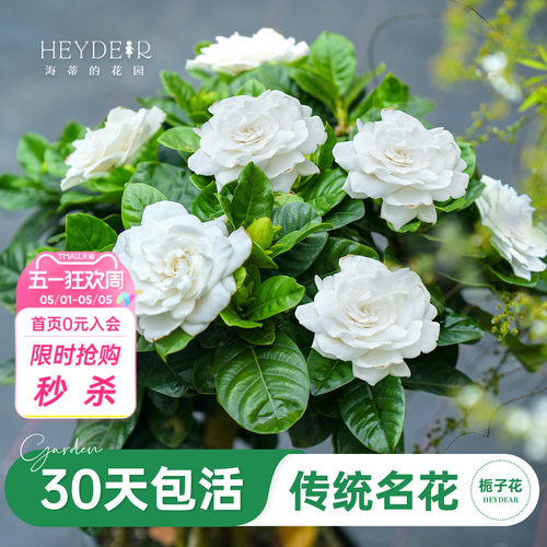 浓香栀子花盆栽大花栀子花