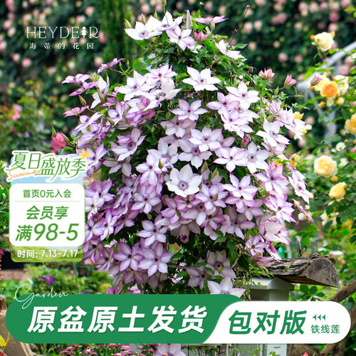 海蒂的花园铁线莲乌托邦爬藤植物