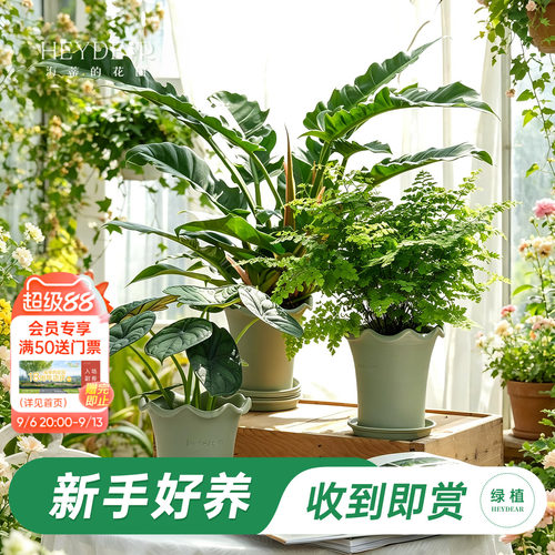 海蒂的花园绿植成品套盆桌面盆栽