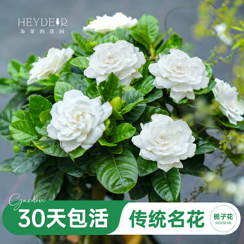 浓香栀子花盆栽大花栀子花