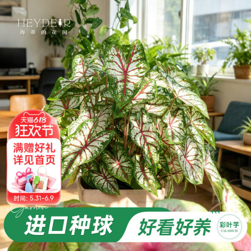 好种易发芽室内可栽种