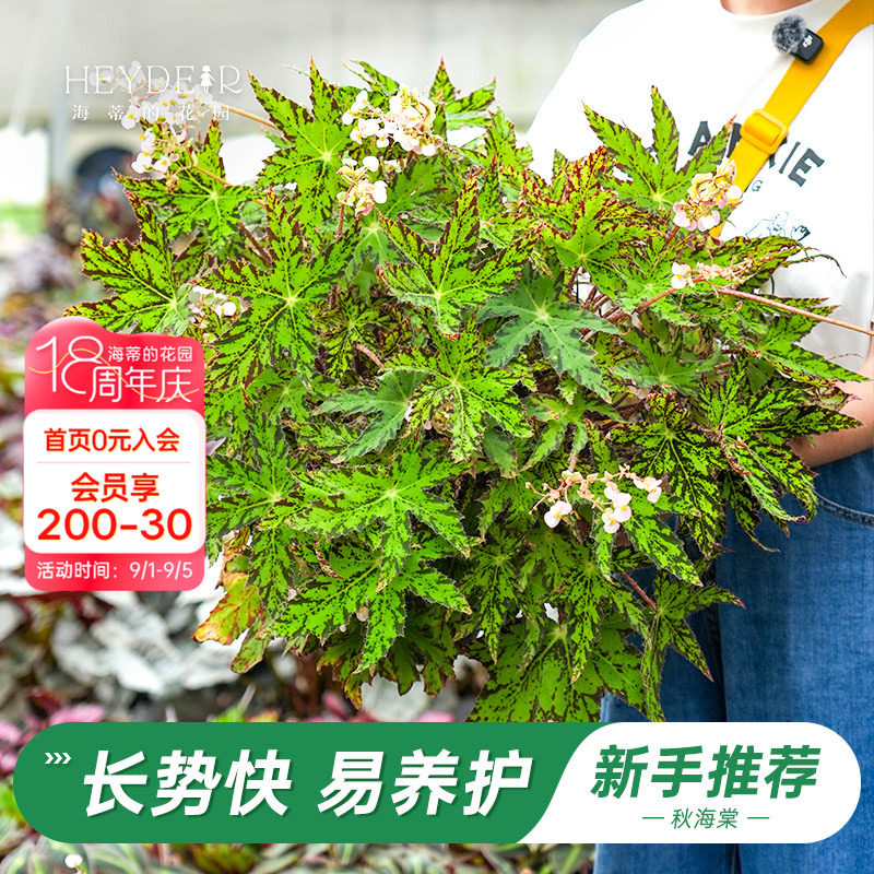 办公室绿植室内开花植物图片