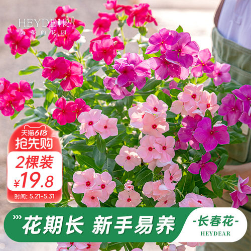 长春花盆栽带花苞发货
