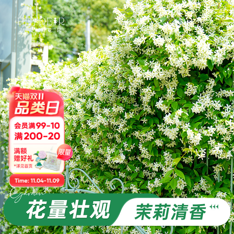 海蒂的花园风车茉莉爬藤阳台