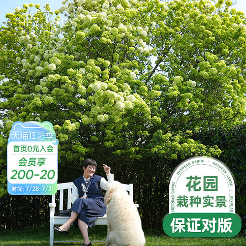 海蒂的花园中华木绣球斗球大苗欧洲木绣球花卉盆栽庭院花卉植物 - 封面