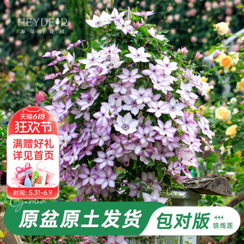 海蒂的花园铁线莲乌托邦爬藤植物