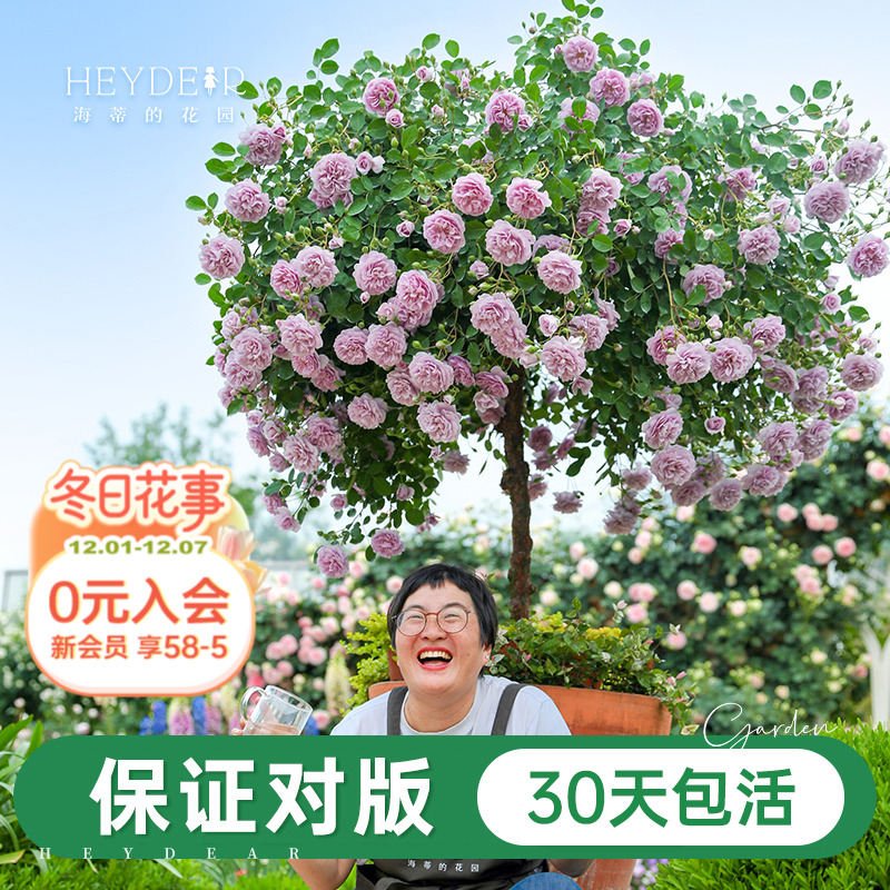 海妈家自产月季花苗易养护包对版