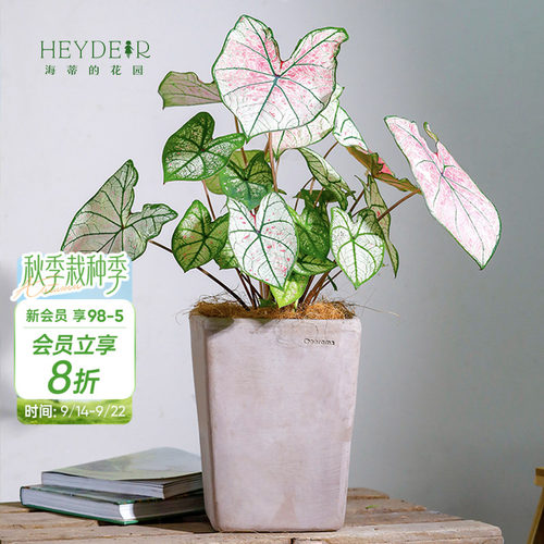 彩叶芋办公室桌面观叶植物