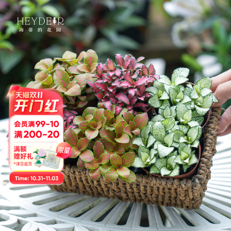 小巧迷你彩色观叶绿植