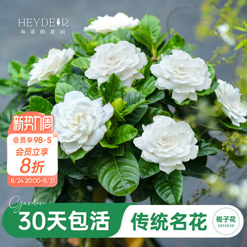 浓香栀子花盆栽大花栀子花