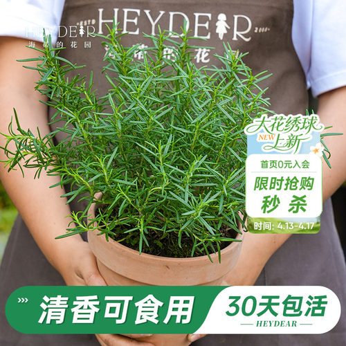 迷迭香盆栽易活好养品牌保障
