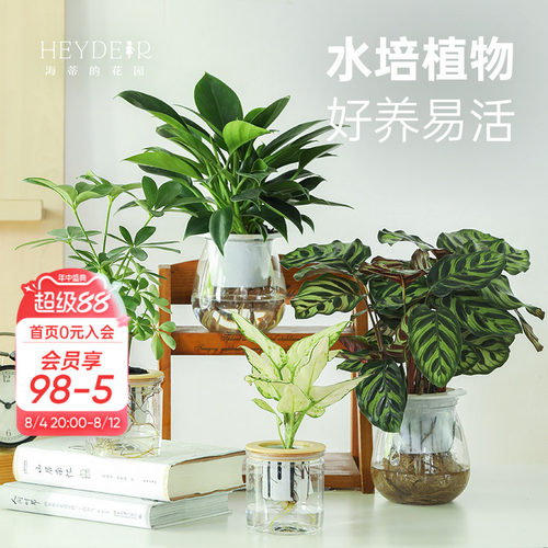 客厅办公桌室内观赏水培绿植