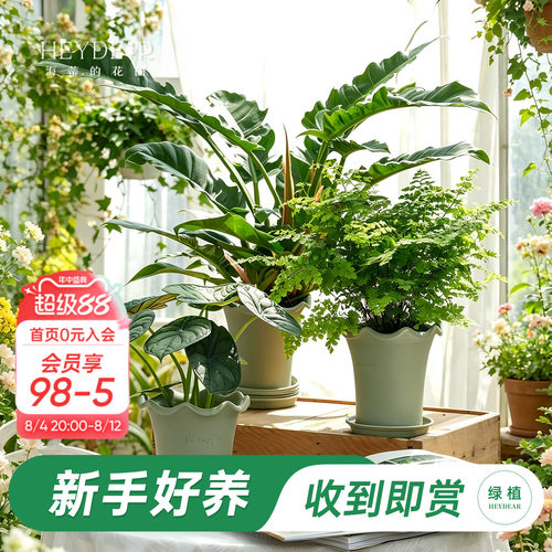 海蒂的花园绿植成品套盆桌面盆栽