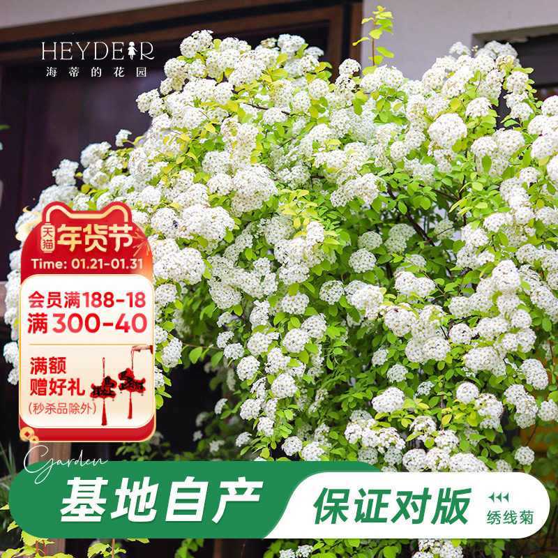 海蒂的花园旗舰店黄金喷泉绣线菊八重小手球花灌木花卉植物盆栽苗,鲜花速递/花卉仿真/绿植园艺,观叶 /花灌木,淘宝优惠券,粉丝福利购,淘宝优惠卷