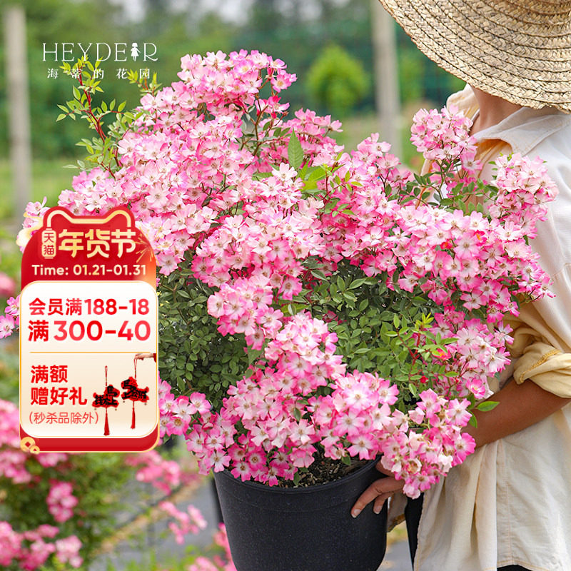 海蒂的花园 遮阳伞可垂吊成花瀑布月季庭院阳台盆栽花卉植物花苗,鲜花速递/花卉仿真/绿植园艺,月季/蔷薇/玫瑰,淘宝优惠券,粉丝福利购,淘宝优惠卷