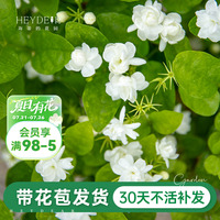 帶花苞茉莉花30天養(yǎng)死包賠