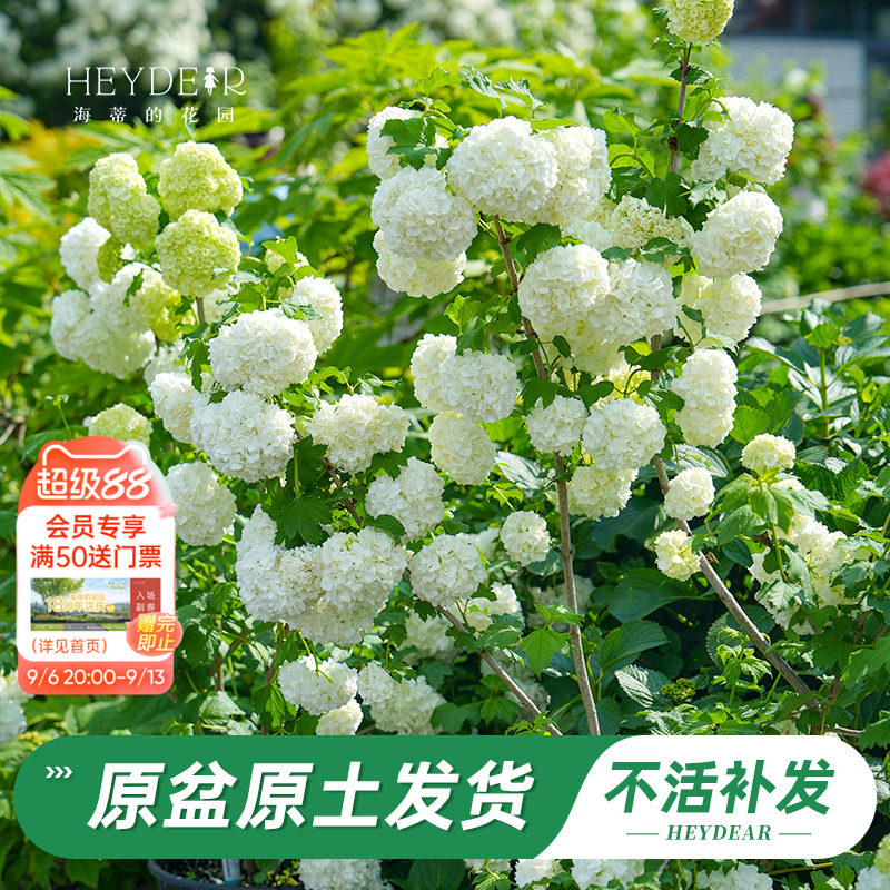 绿植盆栽回购榜TOP店铺木绣球图片