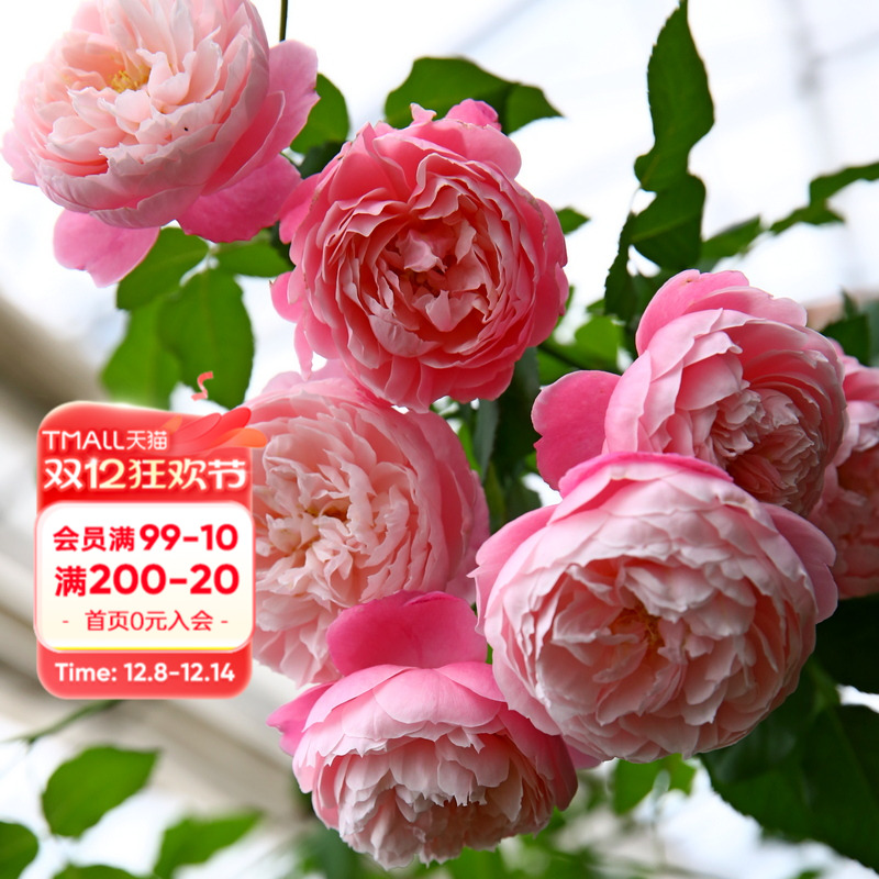 海蒂的花园羽毛月季耐热阳台庭院