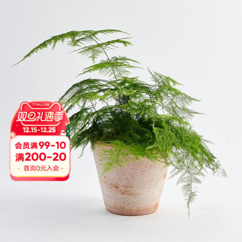 文竹盆栽大苗带盆带土