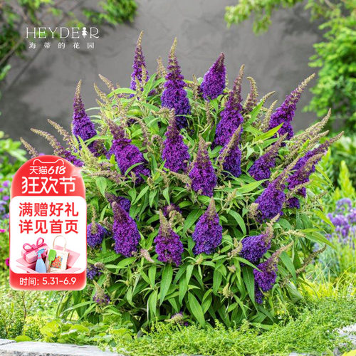 醉鱼草耐热多年生好养花期长