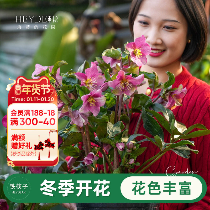 海蒂的花园铁筷子圣诞玫瑰耐寒好养冬春阳台庭院花卉植物盆栽花苗,鲜花速递/花卉仿真/绿植园艺,时令草本花卉,淘宝优惠券,粉丝福利购,淘宝优惠卷