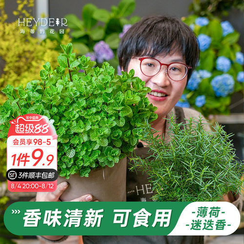 牛排用迷迭香盆栽可食用薄荷苗