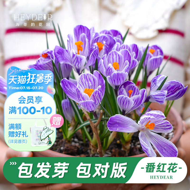 多年生番红花好养球根花卉