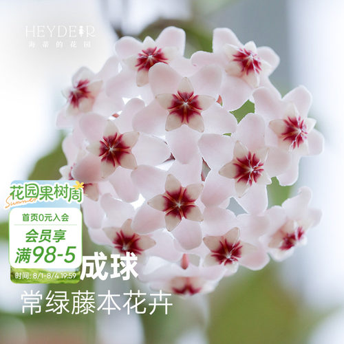 球兰耐阴开花植物花卉