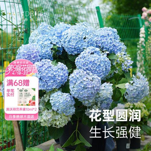 海妈家自产绣球花苗新手易养
