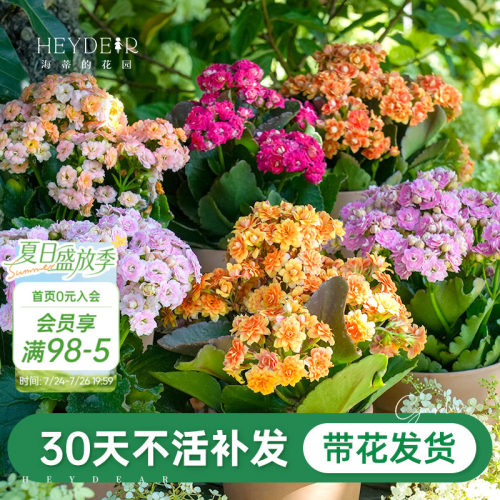 A级长寿花重瓣带花发货