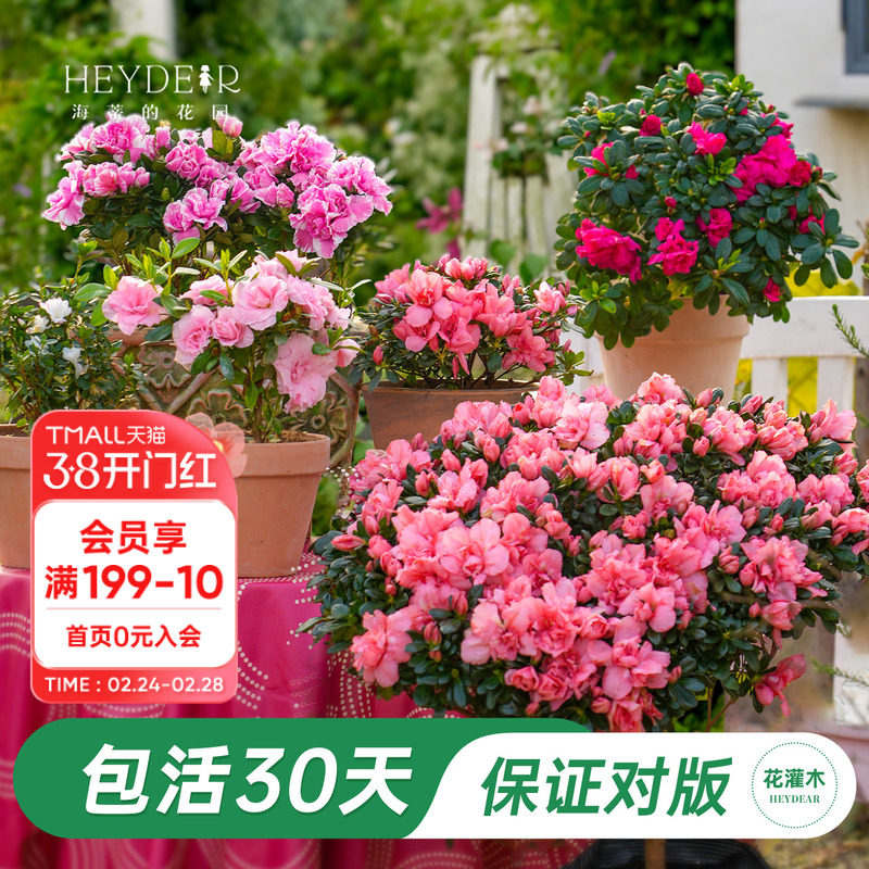 海蒂的花园旗舰店杜鹃花盆栽带花带花苞发货年宵花植物阳台开花苗