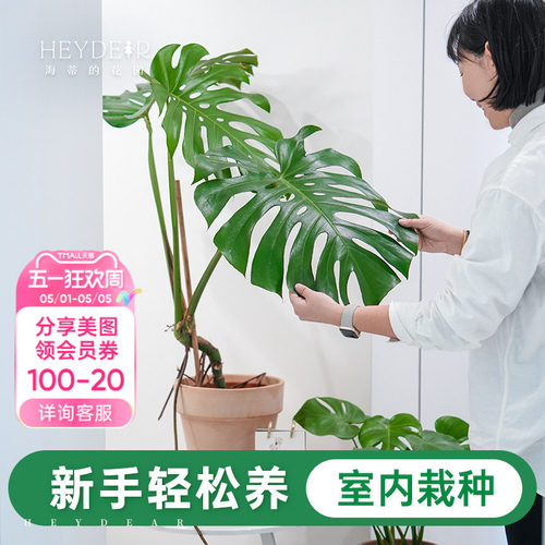 室内观叶绿植新手易养