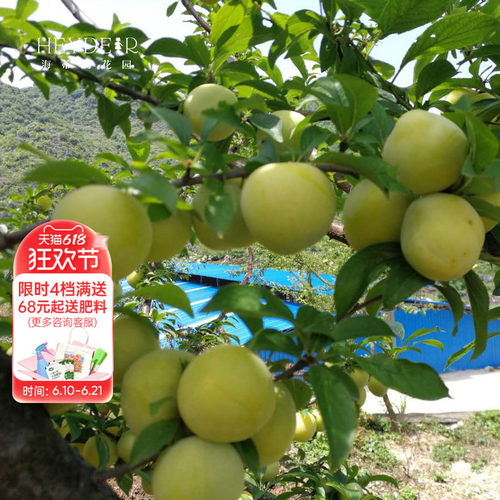 海蒂的花园 蜂糖李盆栽苗树苗李子树果苗庭院室外栽种水果树苗