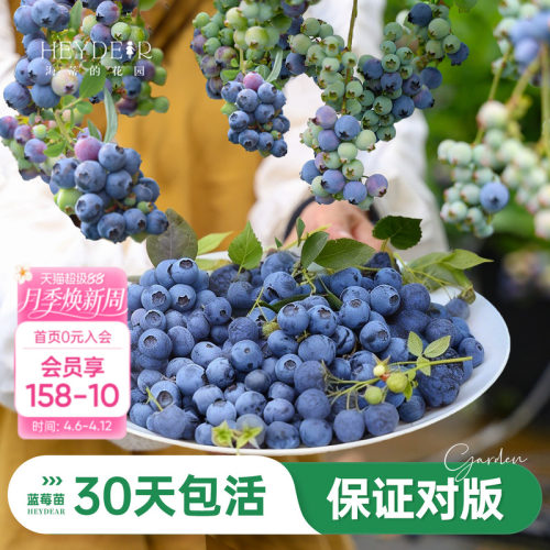海妈家蓝莓苗原盆原土发货