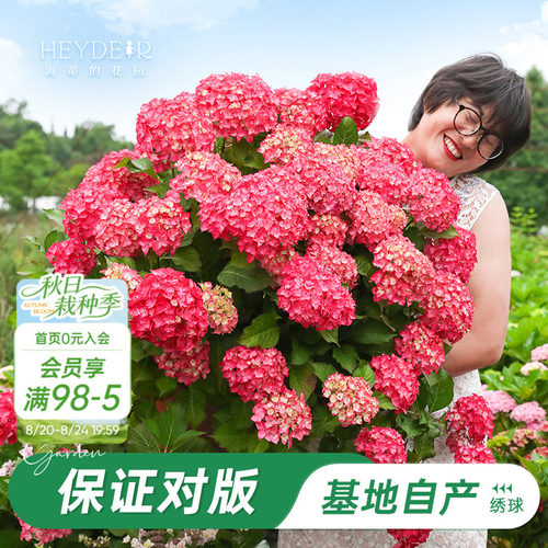 基地自产绣球花苗累计销售58万+