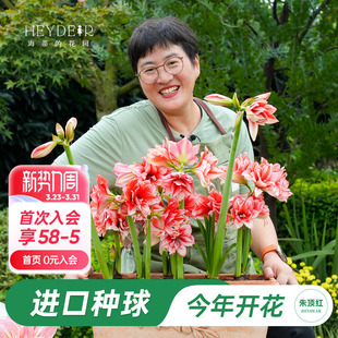 海蒂 花园旗舰店朱顶红种球重瓣阿弗雷进口开花球花卉植物室内花