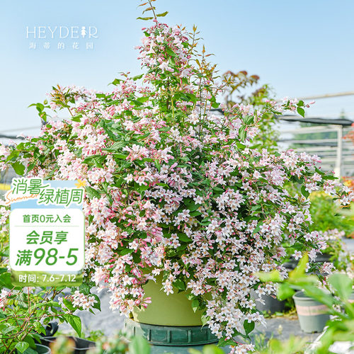 海蒂的花园花卉灌木春季开花