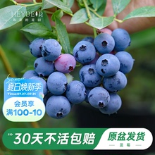 海蒂的花园旗舰店蓝莓树果苗北方庭院盆栽水果树苗阳台花卉绿植