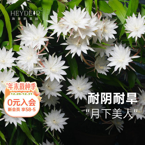 海蒂的花园昙花多年生好养花卉