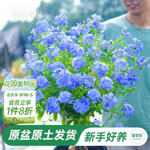 海蒂阳台蓝雪花海蒂的花园