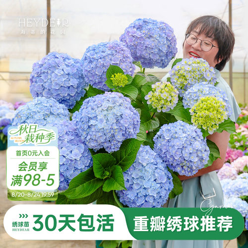 海蒂的花园重瓣绣球阳台庭院可种