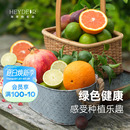 花园旗舰店香水柠檬树苗桃子树苗花卉植物家庭栽种果树苗 海蒂