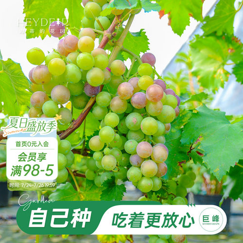 海妈家巨峰葡萄当年可结果