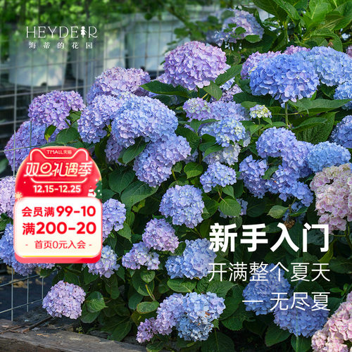 海蒂的花园无尽夏绣球盆栽