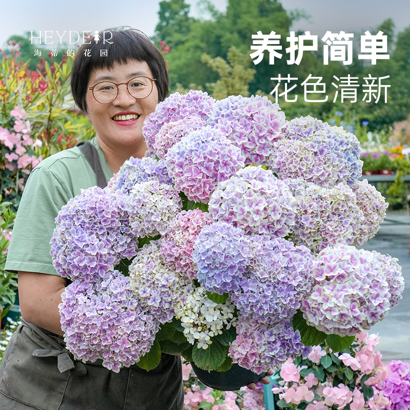 海蒂的花园 薄荷拇指大花绣球八仙绣球花阳台庭院观花植物盆栽苗
