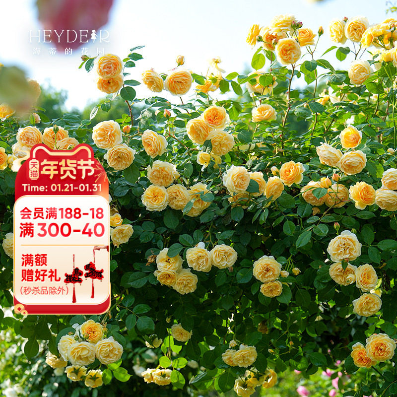 海蒂的花园玛格丽特王妃藤本月季花柱花架庭院爬藤花卉植物盆栽苗,鲜花速递/花卉仿真/绿植园艺,月季/蔷薇/玫瑰,淘宝优惠券,粉丝福利购,淘宝优惠卷