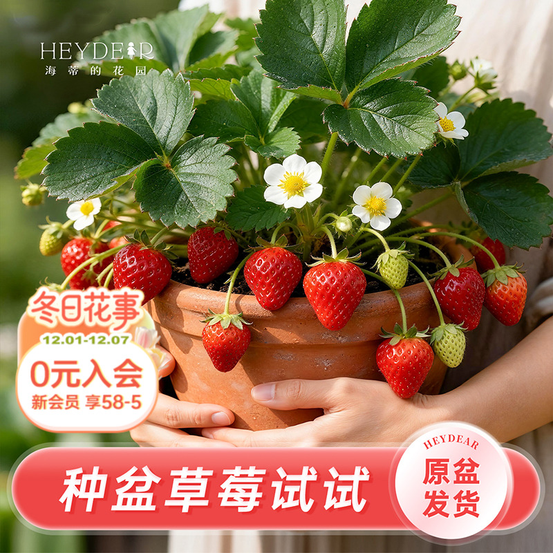 高品质易养活不换盆也能结果