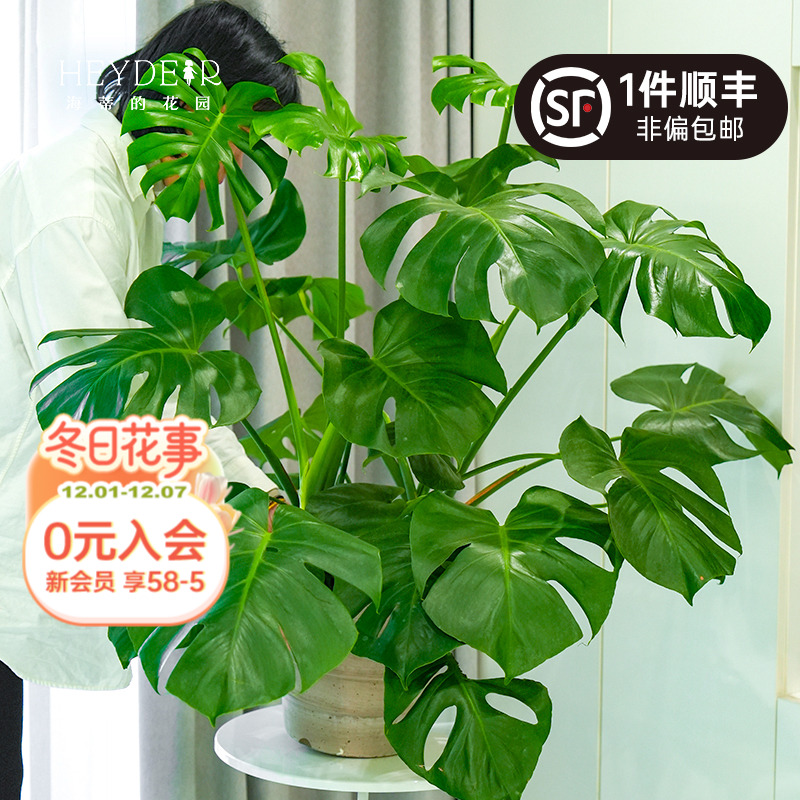 龟背竹室内绿植养护简单