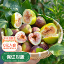 海蒂 花园旗舰店无花果树果苗家庭盆栽果树好养易结果可食用树苗